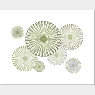 Sea Urchin | Kina | Abstract | Patterns in Nature | Sea Shells | Seashells | Sage Green | Posters and Art